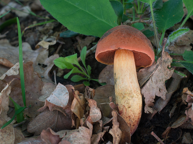 Boletus queletii